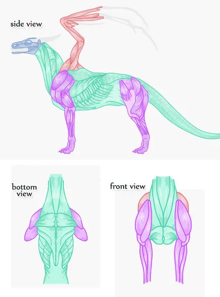 Mivel anatómiailag helyes rajz sárkány