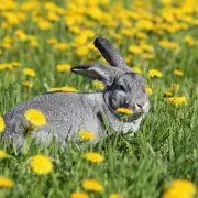 Как зърното може да се подава съвети зайци и трикове - моят живот