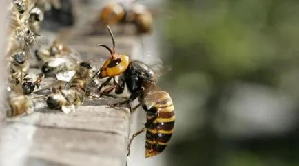 Cum să scapi de Hornets sub acoperișul casei