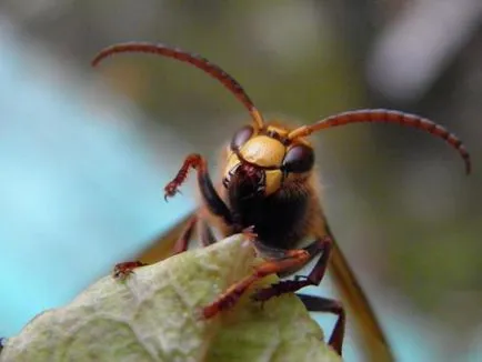 Cum să scapi de Hornets sub acoperișul casei