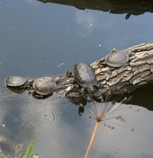 Cum de a determina Turtle de gen