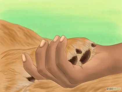Cum să taie unghiile de câini