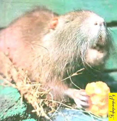 Hogyan szaporodnak nutria ellátás, terhesség, ellés, gondoskodás a kölykök nutria