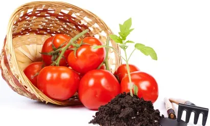 Как да засадят домати подготовка на почвата, методи за отглеждане, подготовка на семена, фехтовка, грижи, видео