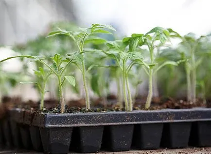 Cum de a planta tomate pregătirea solului, metode de cultivare, preparare a semințelor, mânuirea sabiei, îngrijire, video