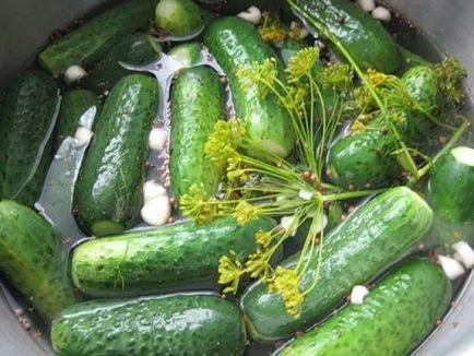 Как да си направим солени краставички в саксия готварски тайни на обичайните ястия, пресни краставици