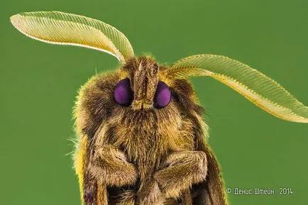 Cum de a face un dispozitiv pentru fotografia macro, așa cum se face