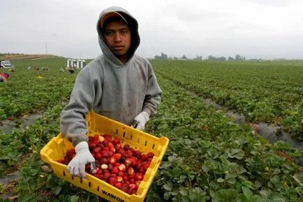 Как да се събират ягоди в областта в Калифорния