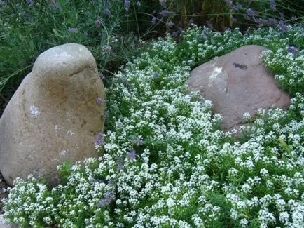 Cum de a face rockeries cu mâinile lor în țară