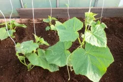 Hogyan nő uborka, és hogyan lehet egy korai termés uborka