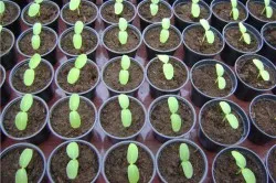 Hogyan nő uborka, és hogyan lehet egy korai termés uborka
