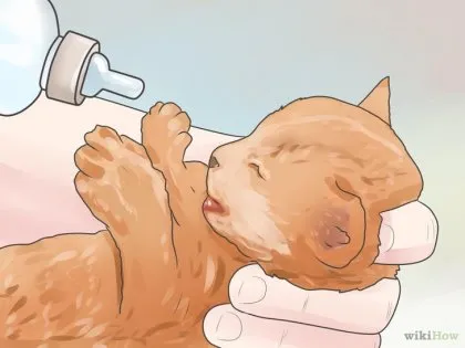 Как да се грижи за недоносените котенца