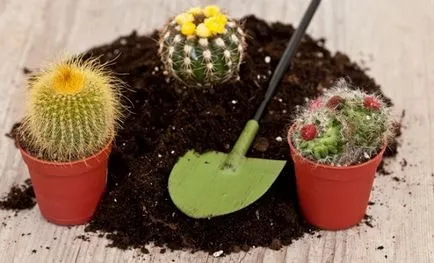 Cum să aibă grijă de un cactus in casa