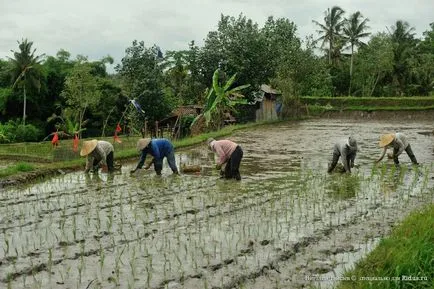 Hogyan növekszik a rizs Bali