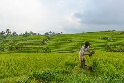 Hogyan növekszik a rizs Bali