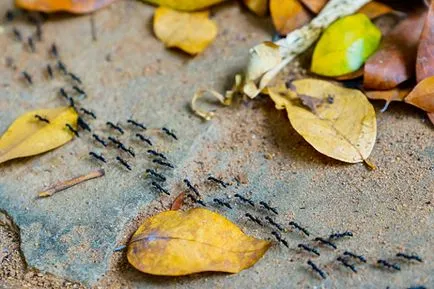 Hangyák népszerű módszereket és eszközöket, hogy megszabaduljunk a hangyák