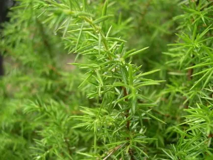 proprietăți medicinale Juniperus