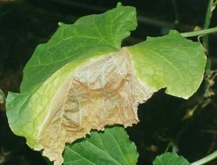 Lehetséges, hogy törje le a leveleket az uborka