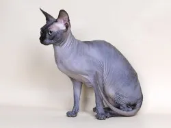 Caracteristicile de rasa Sphynx