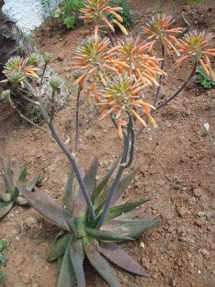 Cum se ajunge la floare de aloe, aloe