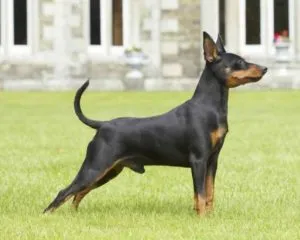 Miniature Pinscher személyiség és nevelés