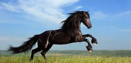 Miért álom egy ló, fehér és fekete ló egy álom