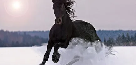 Miért álom egy ló, fehér és fekete ló egy álom