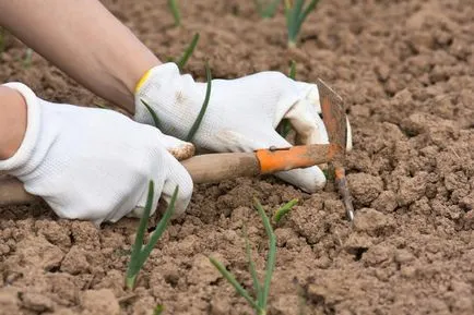 Metoda chineză de cultivare a cepei