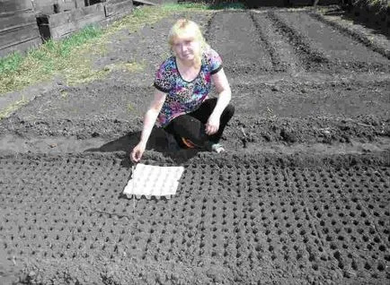 La plantare goale ceapa ceapa solului în Siberia, dachasadovoda