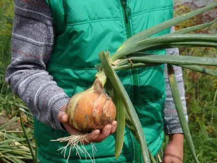 Atunci când planta ceapa ceapa în Siberia, în timpul primăverii și îngrijirea