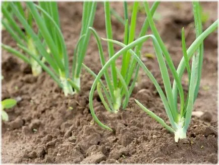 Atunci când planta ceapa ceapa în Siberia, în timpul primăverii și îngrijirea