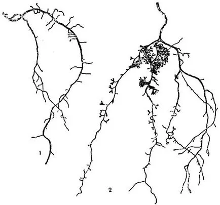 Csomók és mikorrhiza a gyökerek