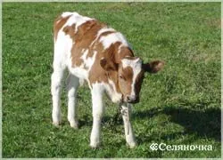 Calf hrănire - selyanochka - portal pentru agricultori, agricultură, creșterea animalelor,