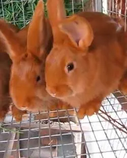 Хранене млади зайци и грижите за тях
