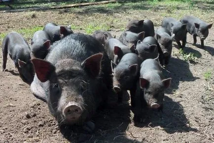 creștere a porcilor coreeană, îngrijire, nutriție