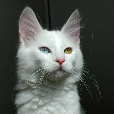 ochi frumoși Feline