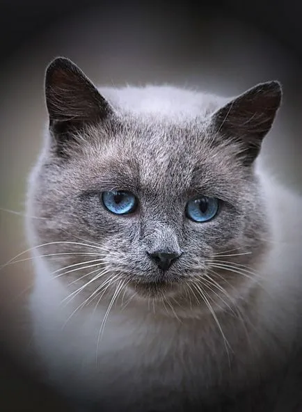 ochi frumoși Feline