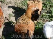 Vásárlás csirkék a moszkvai régióban, vásárlás Kuchinskaya fajta csirkék Moszkva és környéke, csirke