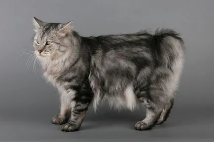 Kurile Bobtail - Greutate adult pisica