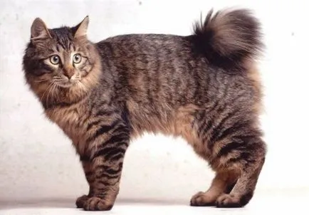 Kurile Bobtail - Greutate adult pisica