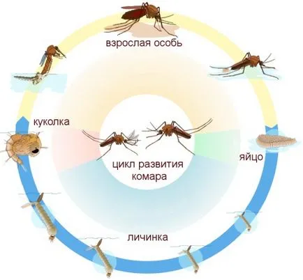 Cumparati larve de țânțari tocător - biolarvitsid-30