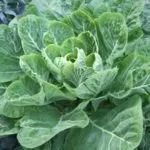 Kale ültetés, gondozás és különösen a termesztés