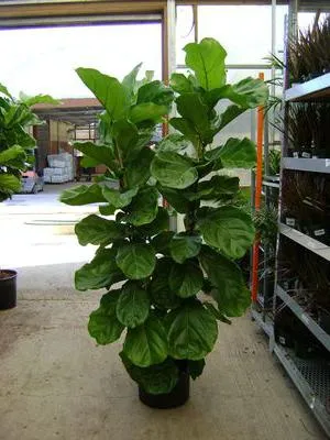 ficus liră