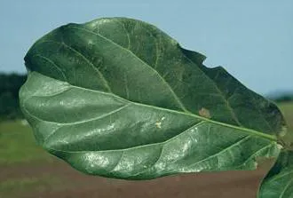 ficus liră