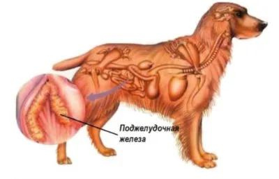 Лечението на панкреатит при кучета