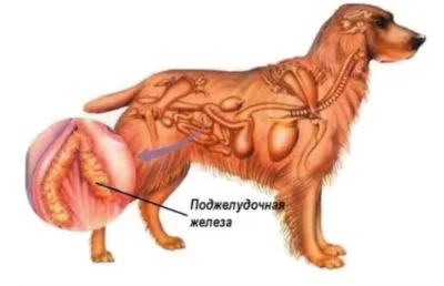 Hasnyálmirigy-gyulladás kezelésére kutyáknál