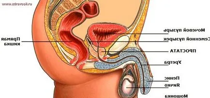 Tratamentul prostatitei cronice la domiciliu