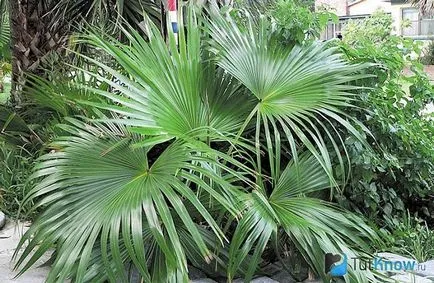 Livistona de îngrijire la domiciliu de palmier