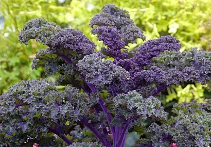 Kale ültetés, gondozás és különösen a termesztés