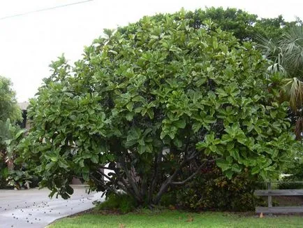 ficus liră